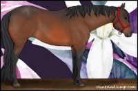 Horse Color:Bay Rabicano 