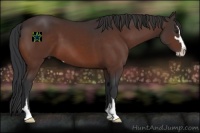 Horse Color:Bay Sabino 