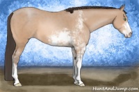 Horse Color:Amber Champagne Sabino 