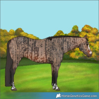Horse Color:Brown and Bay Dun