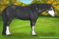 Horse Color:Black Sabino