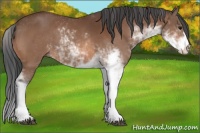 Horse Color:Bay Sabino 