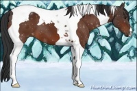 Horse Color:Brown Tobiano