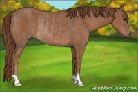 Horse Color:Liver Red Dun Rabicano  and Chestnut Rabicano 