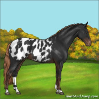 Horse Color:Liver Chestnut Appaloosa 