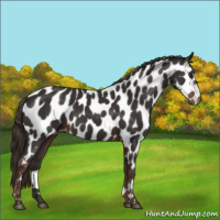 Horse Color:Liver Chestnut Appaloosa 
