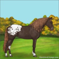 Horse Color:Liver Chestnut Appaloosa 