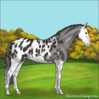 Horse Color:Liver Chestnut Splash Appaloosa 