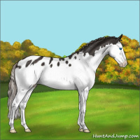 Horse Color:Liver Chestnut Splash Appaloosa 