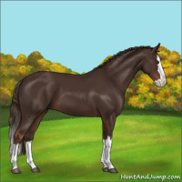 Horse Color:Liver Chestnut Sabino Splash 