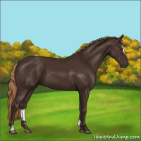 Horse Color:Liver Chestnut Sabino 