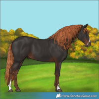 Horse Color:Liver Chestnut Sabino 