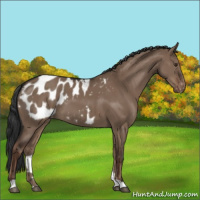 Horse Color:Liver Red Dun Appaloosa 