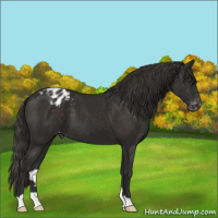 Horse Color:Liver Chestnut Appaloosa