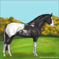 Horse Color:Liver Chestnut Splash Snowcap 