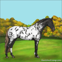 Horse Color:Liver Chestnut Appaloosa 