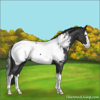 Horse Color:Liver Red Roan Splash Appaloosa 