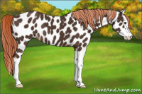 Horse Color:Liver Chestnut Sabino Splash Appaloosa 
