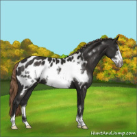 Horse Color:Liver Chestnut Sabino Frame Near Leopard 