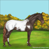 Horse Color:Liver Red Roan Appaloosa 