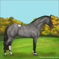 Horse Color:Liver Red Roan Appaloosa 