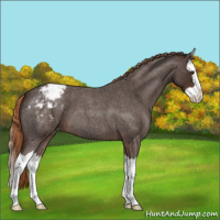 Horse Color:Liver Red Roan Splash Varnish 