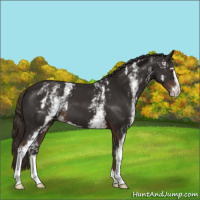 Horse Color:White Spotted Liver Chestnut Sabino 