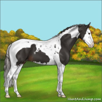 Horse Color:Liver Chestnut Splash Tobiano Varnish 