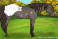 Horse Color:Liver Red Dun Roan Appaloosa Rabicano 