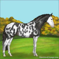 Horse Color:Liver Red Roan Splash Appaloosa Rabicano 