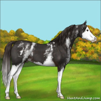 Horse Color:White Spotted Liver Chestnut Sabino Splash