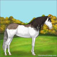 Horse Color:Liver Red Dun Splash Rabicano 