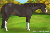 Horse Color:Liver Chestnut Appaloosa 