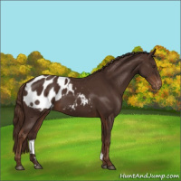 Horse Color:Liver Chestnut Appaloosa 