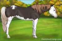 Horse Color:Liver Chestnut Splash Appaloosa 