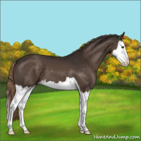 Horse Color:Liver Chestnut Splash 