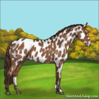 Horse Color:Liver Chestnut Appaloosa 