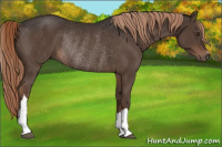 Horse Color:Liver Chestnut Rabicano 