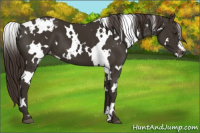 Horse Color:White Spotted Liver Chestnut Appaloosa 
