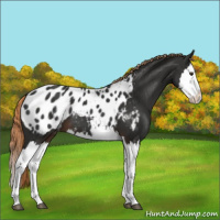 Horse Color:Liver Chestnut Splash Appaloosa 