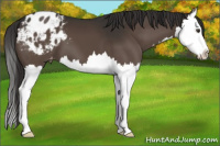 Horse Color:Liver Chestnut Splash Blanket 