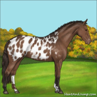 Horse Color:Liver Chestnut Appaloosa 