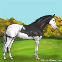 Horse Color:Liver Chestnut Splash Appaloosa 