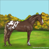 Horse Color:Liver Chestnut Appaloosa 