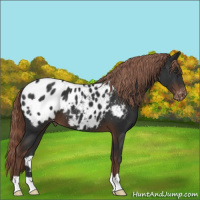 Horse Color:Liver Chestnut Appaloosa 