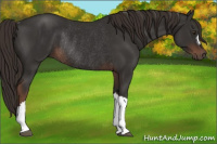 Horse Color:Liver Chestnut Rabicano 