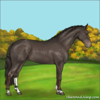 Horse Color:Liver Chestnut Appaloosa 