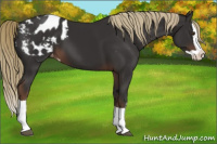 Horse Color:Liver Chestnut Splash Appaloosa 