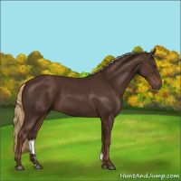 Horse Color:Liver Chestnut 