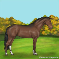 Horse Color:Liver Chestnut 